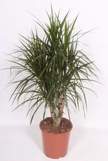 Dracaena marginata p27