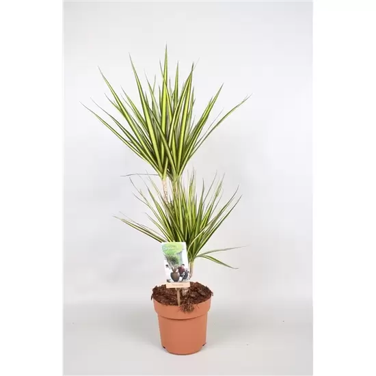 Dracaena marginata 'Sunray'