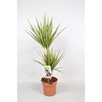 Dracaena marginata 'Sunray'