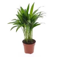Dypsis lutescens (Areca) P12 ASP