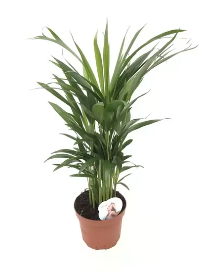 Dypsis lutescens (Areca) P17 ASP