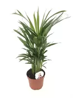 Dypsis lutescens (Areca) P17 ASP