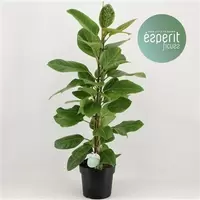 Ficus Altissima Yellow Gem