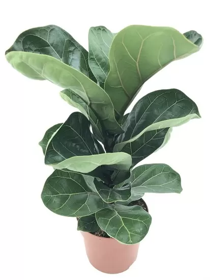 Ficus Bambino