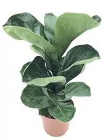Ficus Bambino