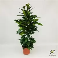 Ficus cyathistipula
