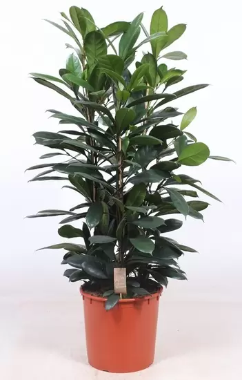 Ficus cyathistipula p34 3pp