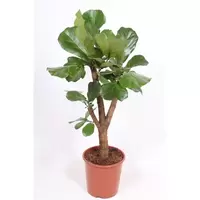 Ficus Lyrata Vertakt p27