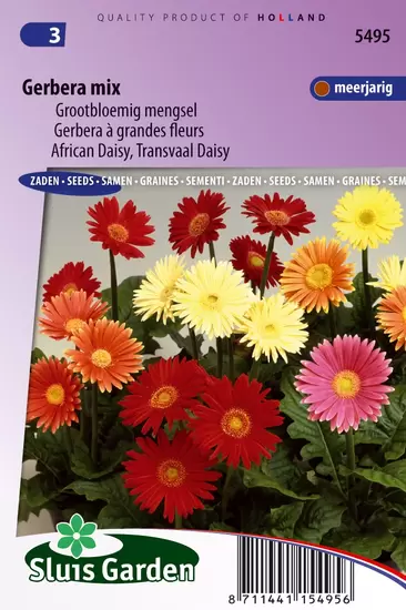 Gerbera grootbloemige gemengd