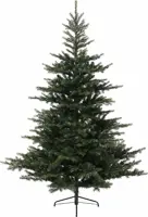 Grandis fir 240 cm