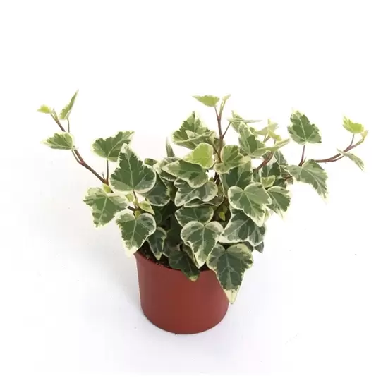 Hedera helix White Wonder P13 ASP