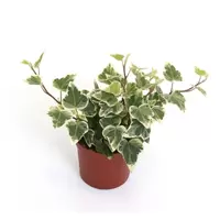 Hedera helix White Wonder P13 ASP