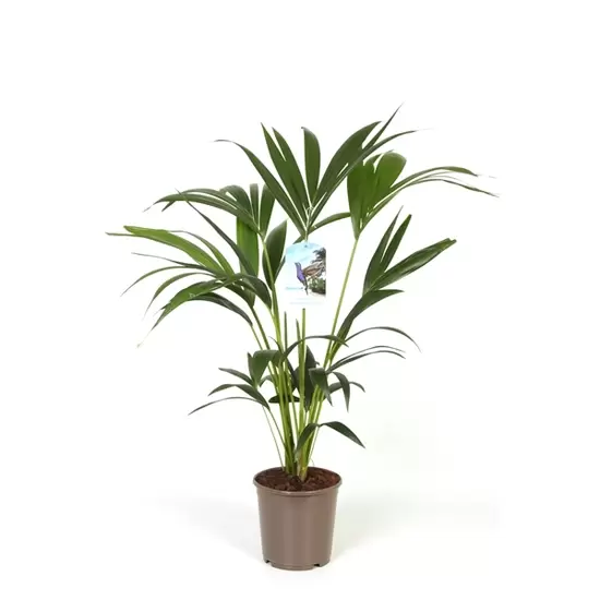 Howea Forsteriana, 4 stek p/pot