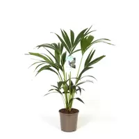 Howea Forsteriana, 4 stek p/pot
