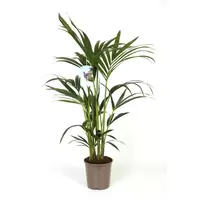Howea Forsteriana, 5 stek p/pot