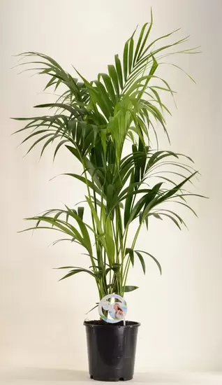 Howea Forsteriana p27 h140