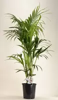 Howea Forsteriana p27 h140