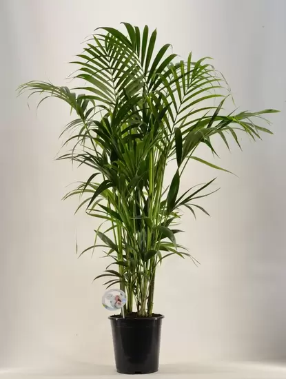 Howea Forsteriana p27 h170