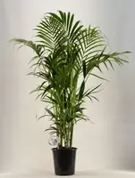 Howea Forsteriana p27 h170