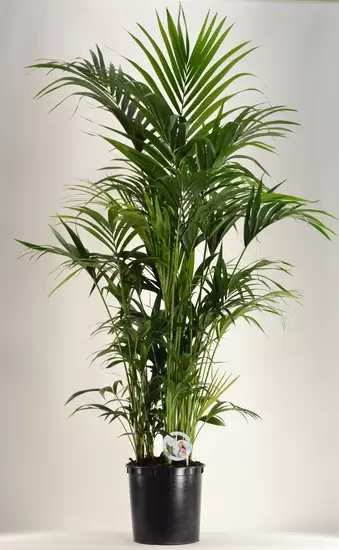 Howea Forsteriana p34