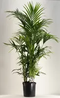 Howea Forsteriana p34