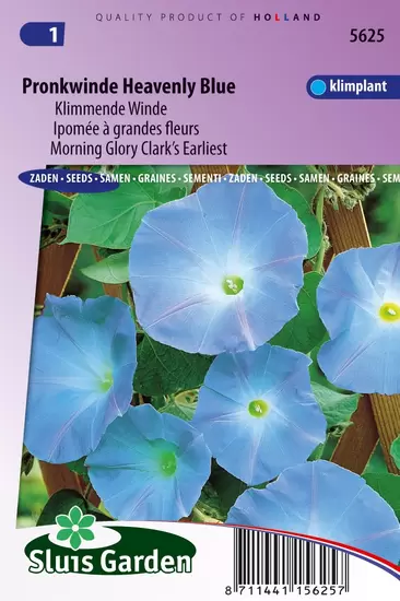Klimmende Winde Clark's Blue (Ipomoea)