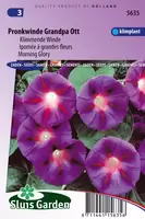 Klimmende Winde Grandpa Ott (Ipomoea)