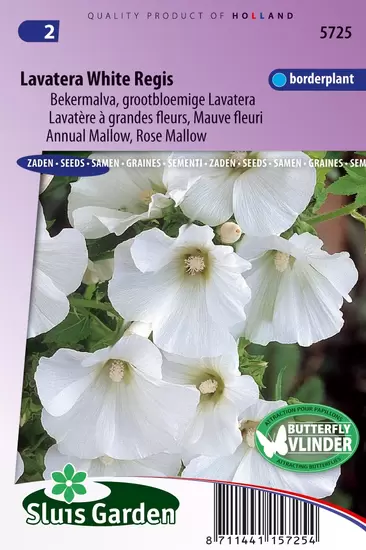 Lavatera White Regis (Bekermalva)