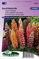 Lupinus Russell Hybrids Mix