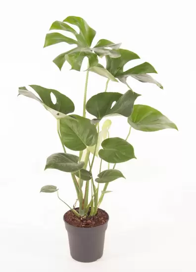 Monstera del. P19