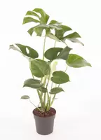 Monstera del. P19