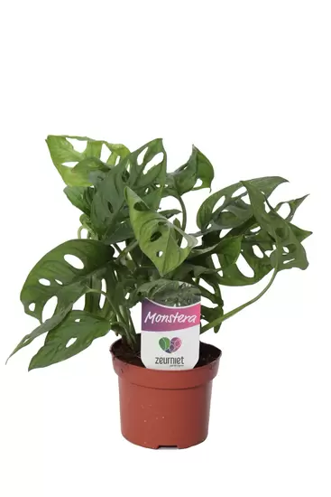 Monstera Monkey leaf