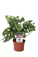 Monstera Monkey leaf