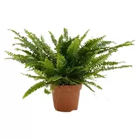 Nephrolepis Green Lady