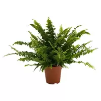 Nephrolepis Green Lady P12 ASP