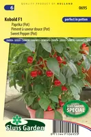 Paprika Kobold F1  (pot)