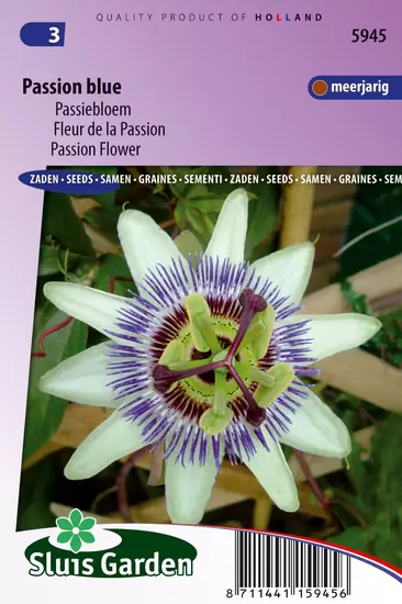 Passiebloem Passion Blue