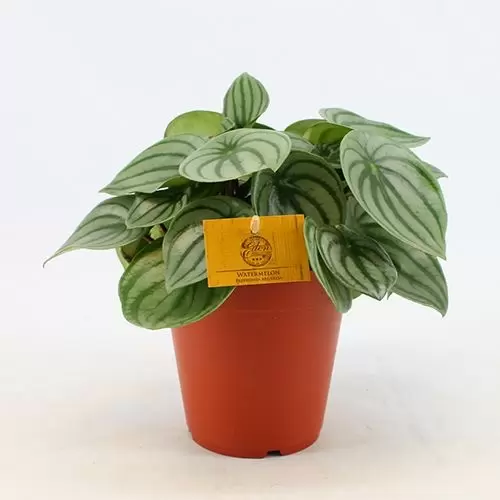 Peperomia Argyreia p15