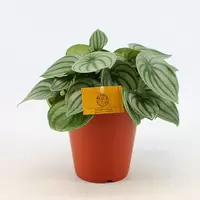 Peperomia Argyreia p15