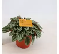 Peperomia Napoli Nights p12 
