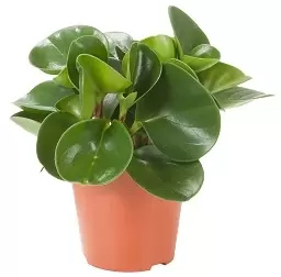 Peperomia obtusifolia