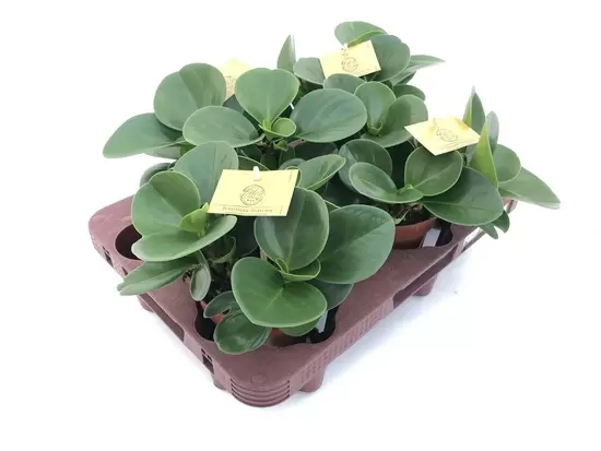 Peperomia optipan  P10.5
