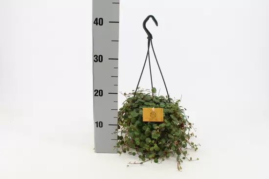 Peperomia Pepperspot