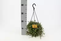 Peperomia Pepperspot