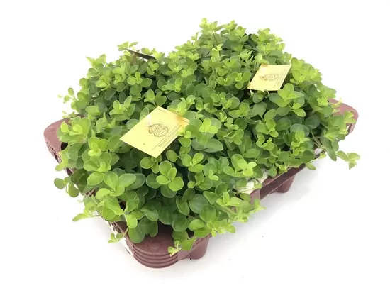 Peperomia rotundifolia