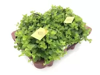 Peperomia rotundifolia
