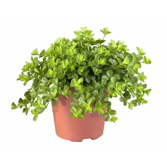 Peperomia rotundifolia