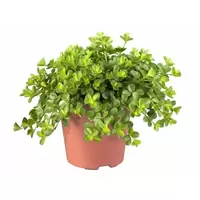 Peperomia rotundifolia