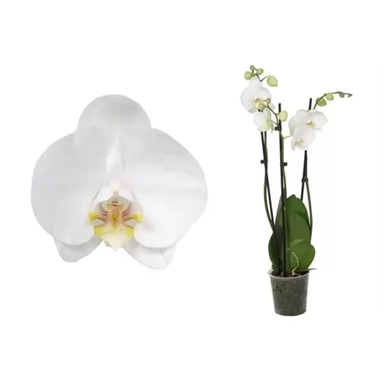 Phalaenopsis wit 3-tak