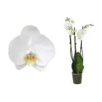 Phalaenopsis wit 3-tak